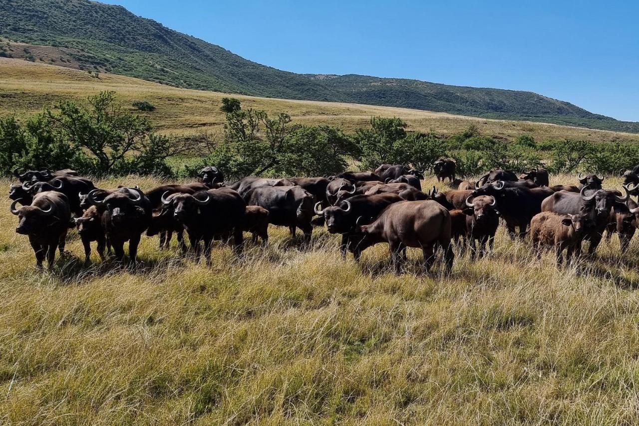 Wetlands Game Lodge Wakkerstroom Luaran gambar
