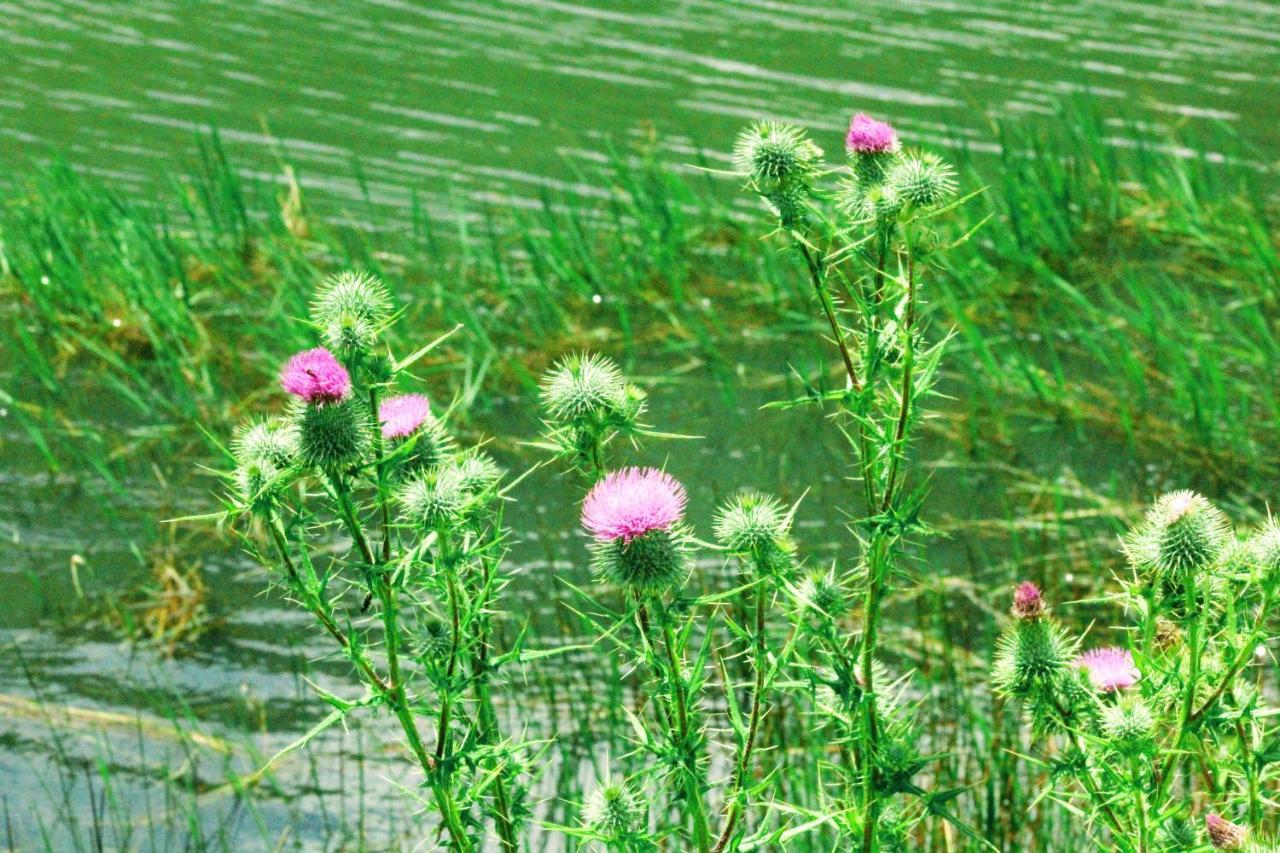 Wetlands Game Lodge Wakkerstroom Luaran gambar